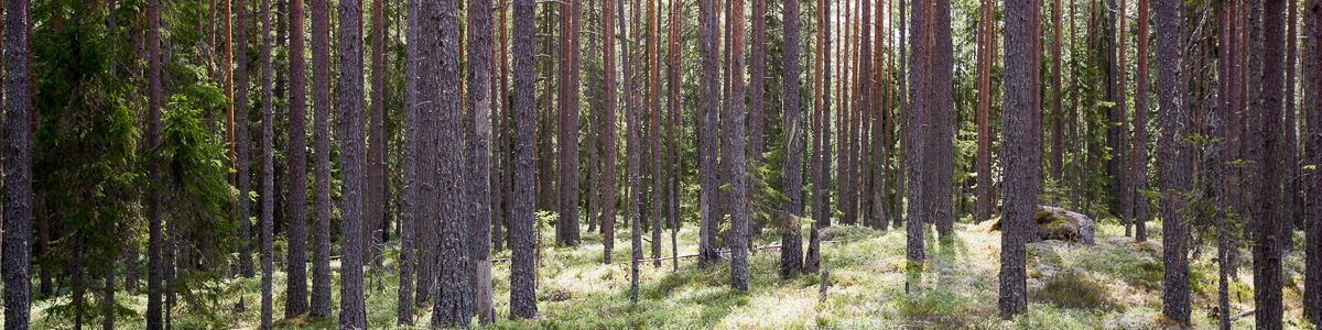 Mora jordägare